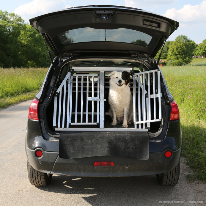 Hunde an Bord: So werden Hunde sicher im Auto transportiert